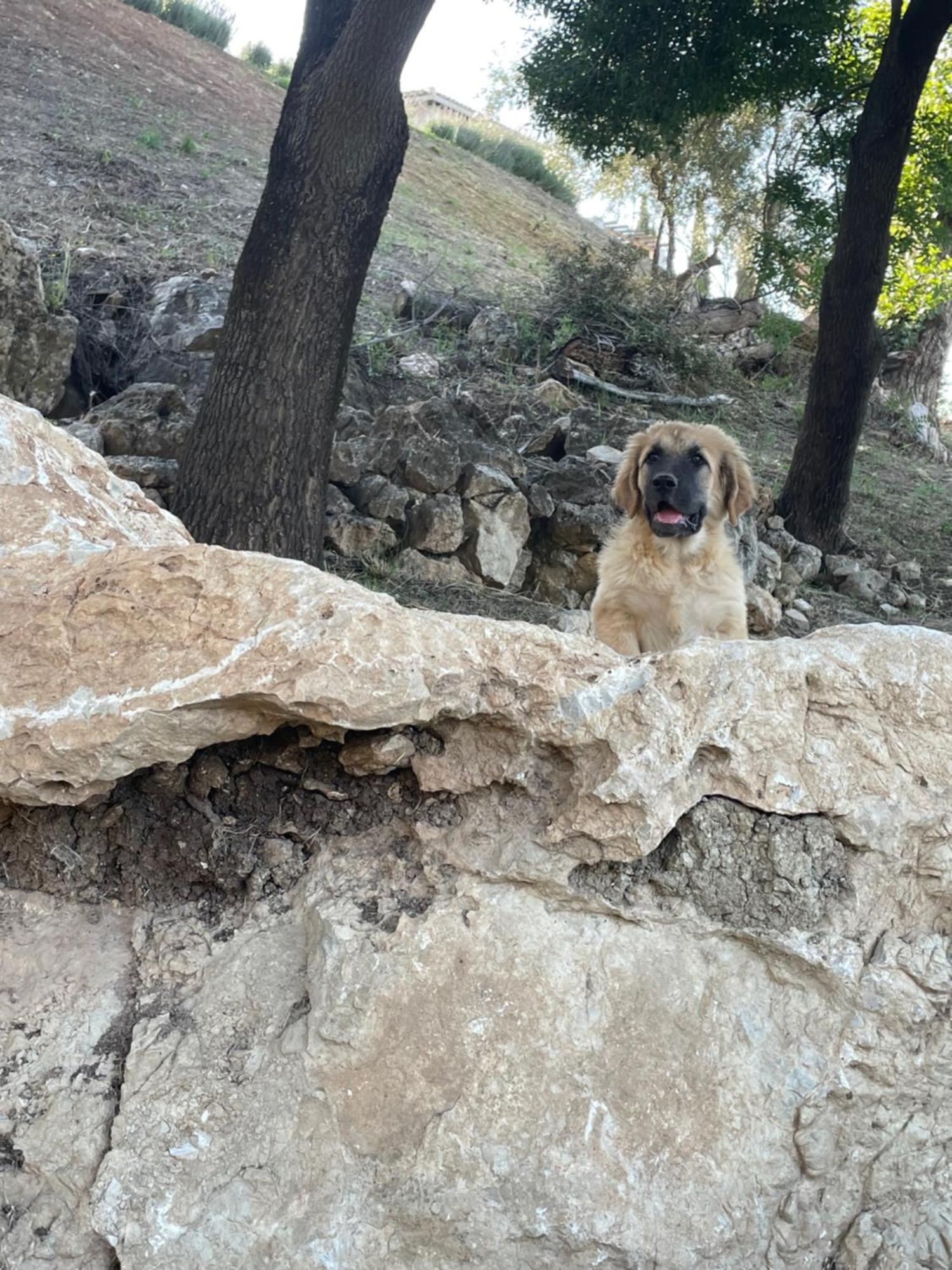 Cortijo Rancho Verde كولمينار المظهر الخارجي الصورة